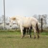 Zafira (Appalossa Horse)