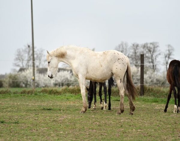 Zafira (Appalossa Horse)
