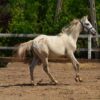 Zafira (Appalossa Horse)