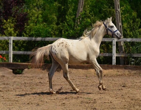 Zafira (Appalossa Horse)