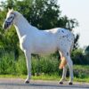 Zafira (Appalossa Horse)
