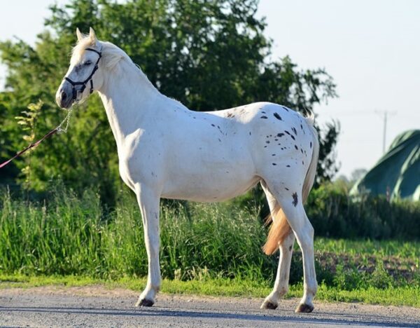 Zafira (Appalossa Horse)