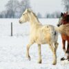 Zafira (Appalossa Horse)
