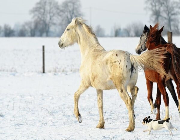 Zafira (Appalossa Horse)