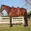 Kernel (Friesian Horse)