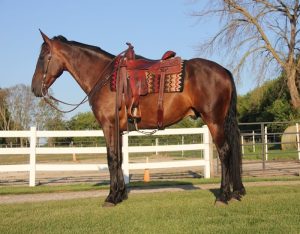 Kernel (Friesian Horse)