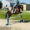 Kernel (Friesian Horse)