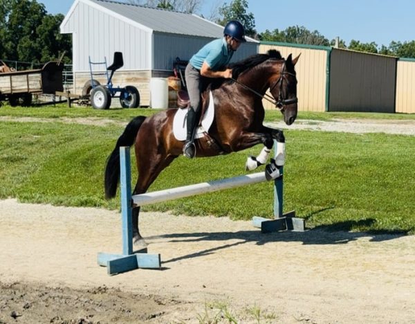 Kernel (Friesian Horse)