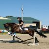Kernel (Friesian Horse)