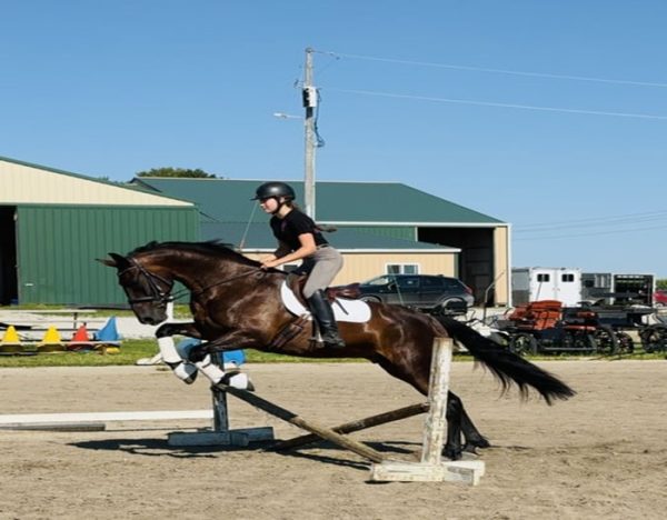 Kernel (Friesian Horse)