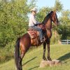 Kernel (Friesian Horse)