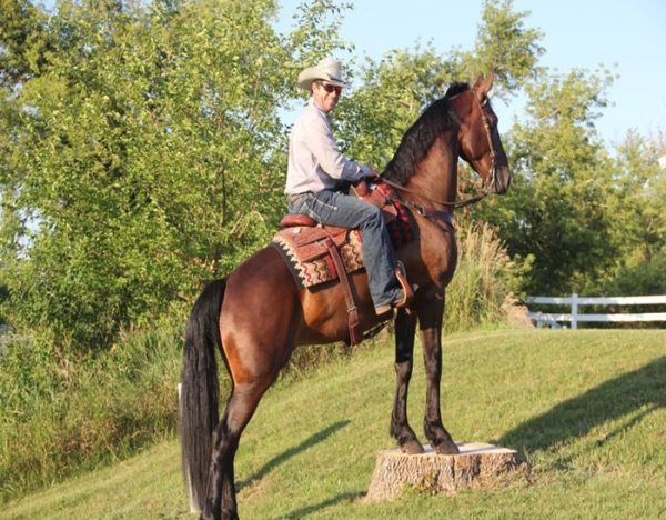 Kernel (Friesian Horse)