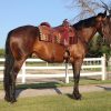 Kernel (Friesian Horse)