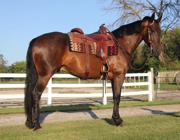 Kernel (Friesian Horse)
