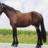 Kernel (Friesian Horse)