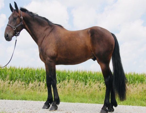 Kernel (Friesian Horse)