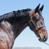 Kernel (Friesian Horse)