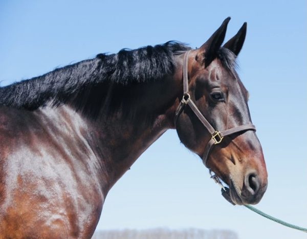 Kernel (Friesian Horse)