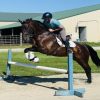 Kernel (Friesian Horse)