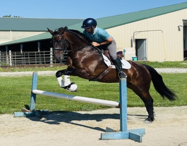 Kernel (Friesian Horse)