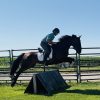 Kernel (Friesian Horse)