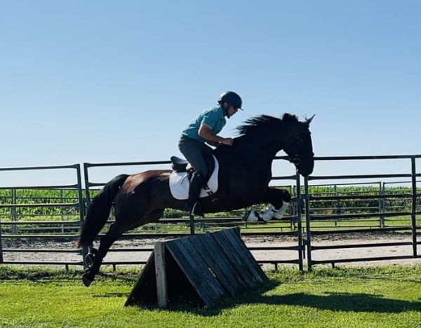 Kernel (Friesian Horse)