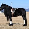 Willem (Friesian Horse)