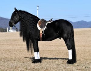 Willem (Friesian Horse)
