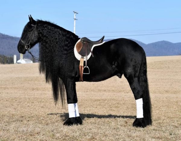 Willem (Friesian Horse)