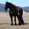 Willem (Friesian Horse)