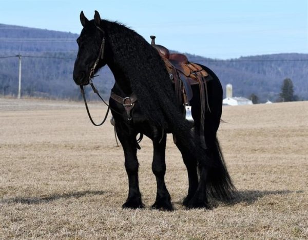 Willem (Friesian Horse)