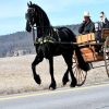 Willem (Friesian Horse)