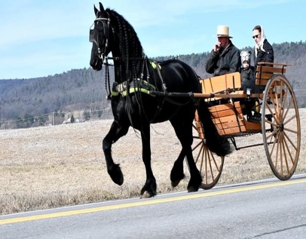 Willem (Friesian Horse)