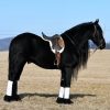 Willem (Friesian Horse)