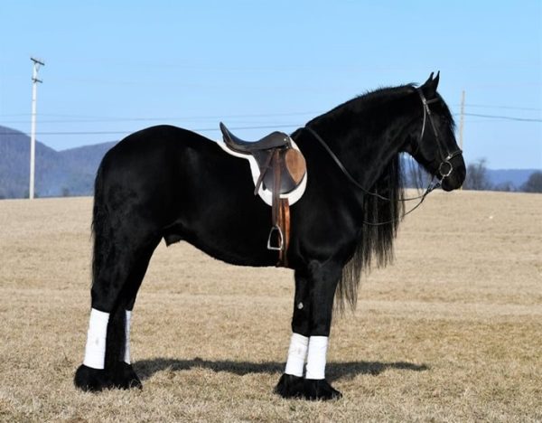 Willem (Friesian Horse)