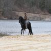 Willem (Friesian Horse)