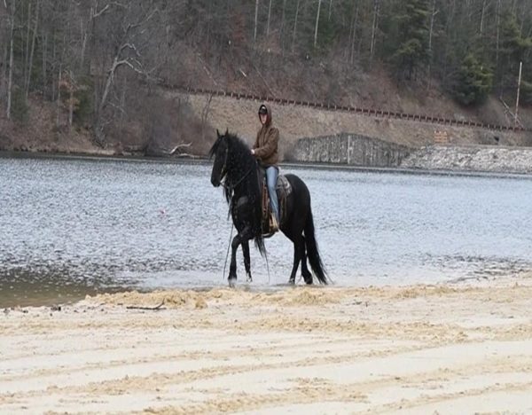 Willem (Friesian Horse)