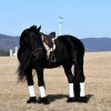 Willem (Friesian Horse)