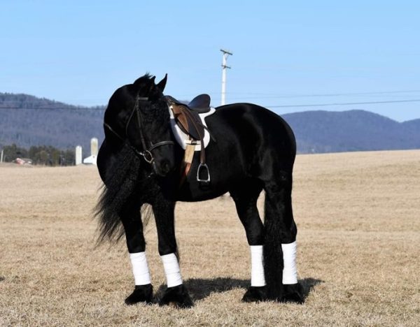 Willem (Friesian Horse)