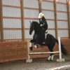 Willem (Friesian Horse)