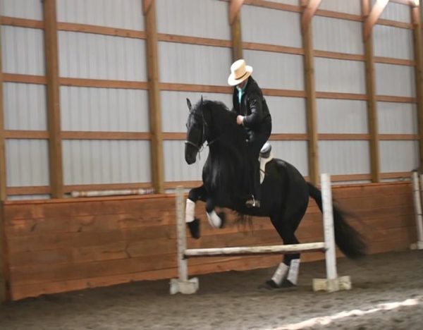 Willem (Friesian Horse)