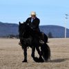 Willem (Friesian Horse)