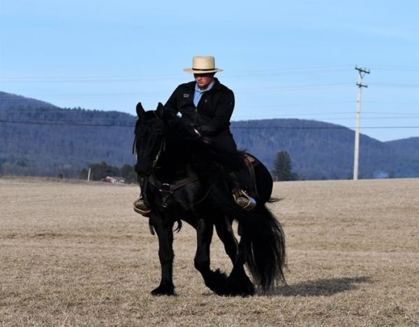 Willem (Friesian Horse)