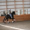 Willem (Friesian Horse)
