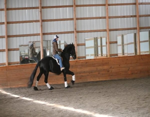 Willem (Friesian Horse)