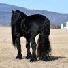 Willem (Friesian Horse)