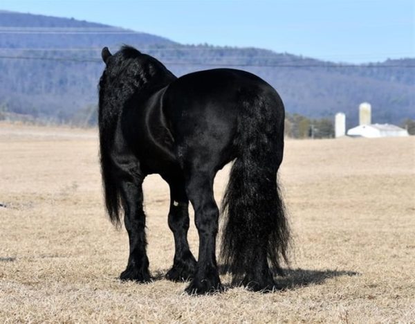 Willem (Friesian Horse)