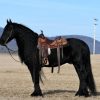 Willem (Friesian Horse)
