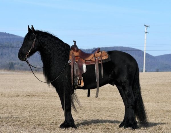 Willem (Friesian Horse)