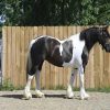 Desty (Friesian horse)